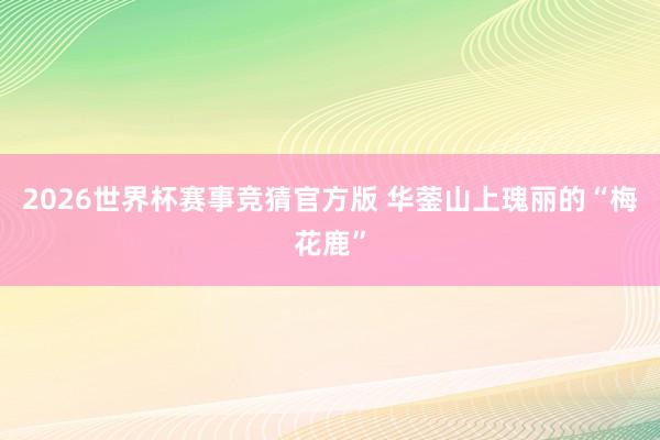 2026世界杯赛事竞猜官方版 华蓥山上瑰丽的“梅花鹿”